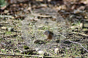 Tick Ã¢â¬â¹Ã¢â¬â¹on the ground in the sunlight of the terrace